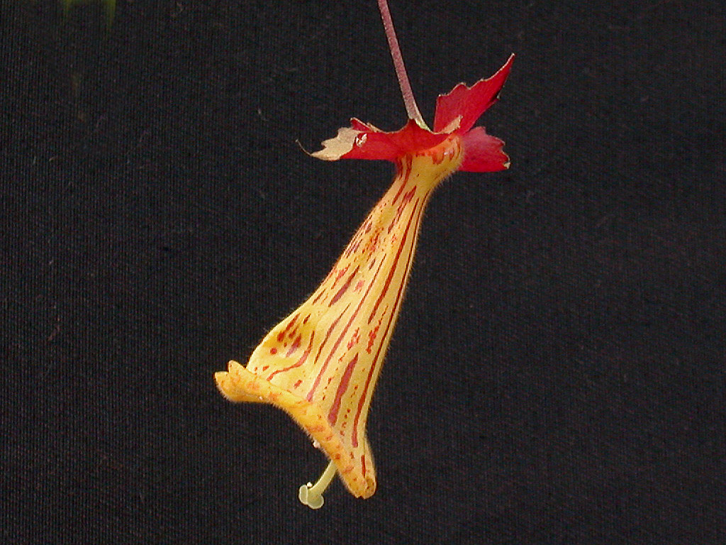 Nematanthus brasiliensis